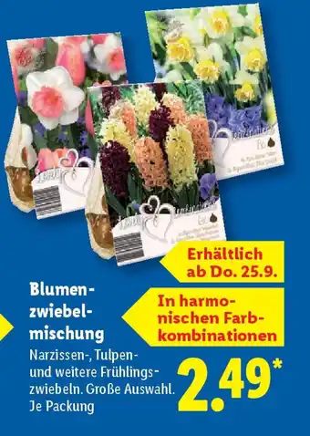 Lidl Blumen- zwiebel- mischung Angebot