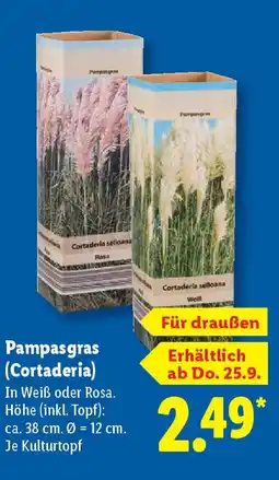 Lidl Pampasgras (Cortaderia) Angebot