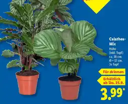 Lidl Calathea- Mix Angebot