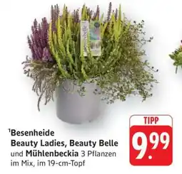 Edeka Besenheide Beauty Ladies, Beauty Belle und Mühlenbeckia Angebot