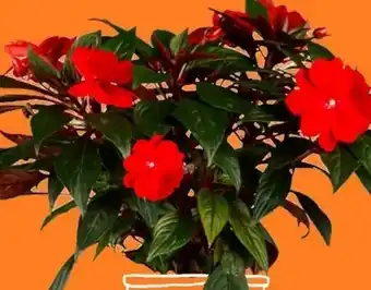 OBI Edellieschen Impatiens Neuguinea Angebot