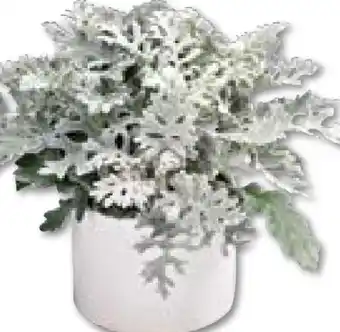 BayWa Silberblatt Angebot