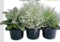 BayWa Herbstpflanzen Silberner Herbst Angebot
