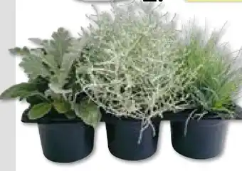 BayWa Herbstpflanzen Silberner Herbst Angebot