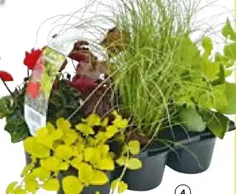 BayWa Herbstgarten Angebot