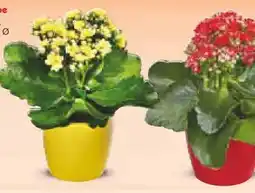 Netto Marken-Discount Mini-Kalanchoe Angebot