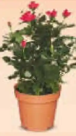 Netto Marken-Discount Rosen Angebot
