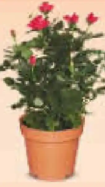Netto Marken-Discount Rosen Angebot