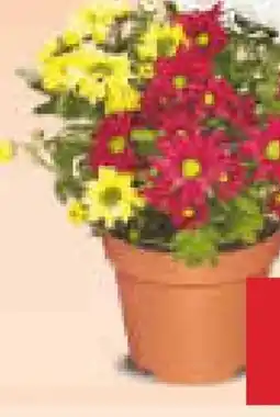 Netto Marken-Discount Chrysantheme Angebot