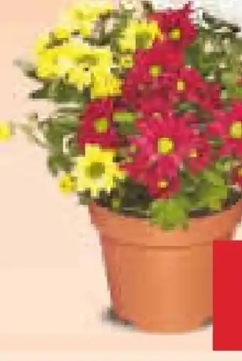 Netto Marken-Discount Chrysantheme Angebot