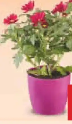 Netto Marken-Discount Mini-Chrysanthemen Angebot