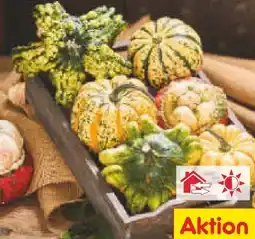 Netto Marken-Discount Zierkürbisse Angebot