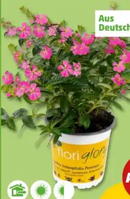 PENNY Scheinmyrte Sorte Flory Glory Angebot