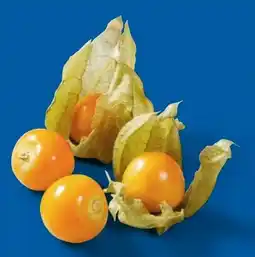 Lidl Physalis Angebot