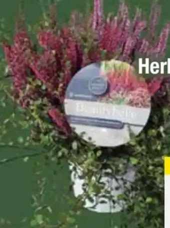 E-Center Herbstpflanzen Angebot