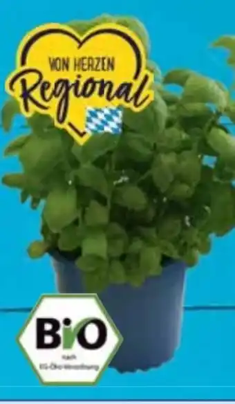 E-Center Bio XXL Basilikum Angebot