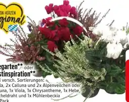 Edeka Heidegarten Angebot