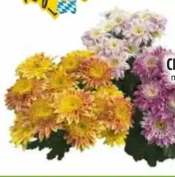 Edeka Chrysanthemen Angebot