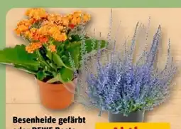 REWE Center Rewe Beste Wahl Flammendes Käthchen Angebot