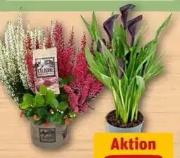 REWE Center Besenheide und Scheinbeere Angebot