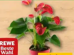 REWE Center Rewe Beste Wahl Flamingoblume Angebot