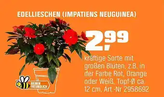 OBI Edellieschen Impatiens Neuguinea Angebot