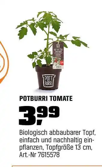 OBI Potburri Tomate Angebot