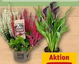 REWE Besenheide Angebot