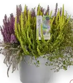 Edeka Beauty Ladies Besenheide Angebot
