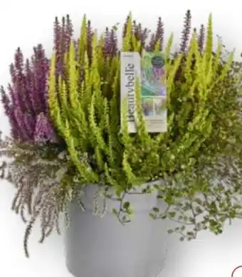 Edeka Beauty Ladies Besenheide Angebot