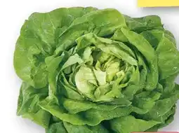 Edeka Unsere Heimat Echt & Gut Kopfsalat Angebot