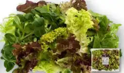 Edeka Unsere Heimat Echt & Gut Pflücksalat Angebot