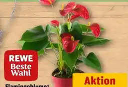 REWE Rewe Beste Wahl Flamingoblume Angebot