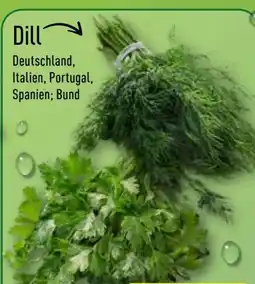 Aldi Nord Petersilie Glatt Angebot