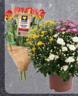 Edeka Edeka Herzstücke Rosen Angebot