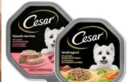 Budni Cesar Klassik-Terrine Hundenahrung Angebot