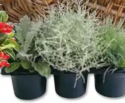 Hellweg Plantiflor Herbstpflanzen Silberner Herbs Angebot