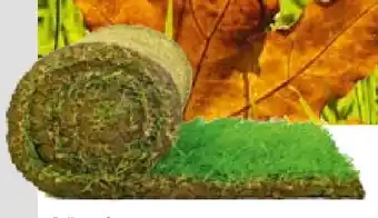 Hellweg Plantiflor Rollrasen Premium Angebot