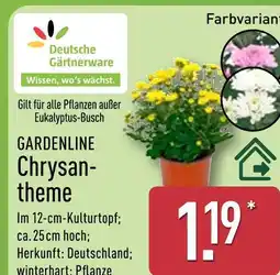 Aldi Nord Deutsche gärtnerware gardenline chrysantheme Angebot