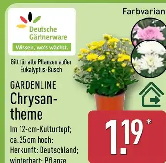 Aldi Nord Deutsche gärtnerware gardenline chrysantheme Angebot