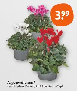 tegut Alpenveilchen Angebot