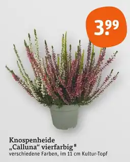 tegut Knospenheide calluna vierfarbig Angebot