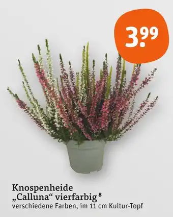 tegut Knospenheide calluna vierfarbig Angebot