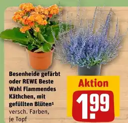 REWE Rewe beste wahl besenheide gefärbt Angebot