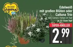 Edeka Edelweiß mit großen blüten Angebot