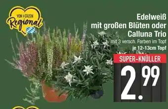 Edeka Edelweiß mit großen blüten Angebot