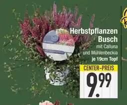Edeka Herbstpflanzen busch Angebot