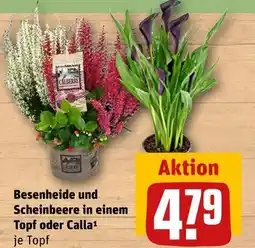 REWE Besenheide und scheinbeere in einem topf Angebot