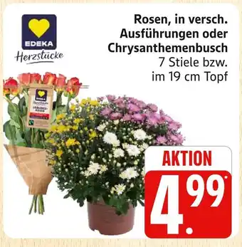 Marktkauf Edeka herzstücke rosen Angebot