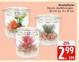 Marktkauf Kunstpflanze Angebot